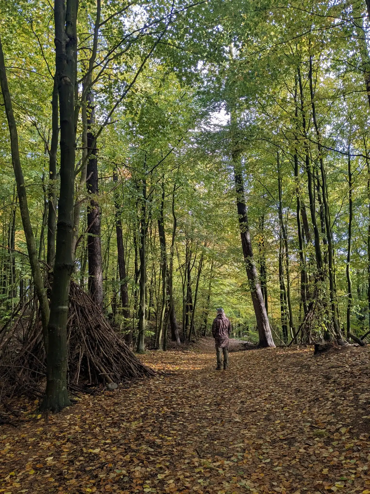 Person spaziert auf herbstlichem Waldweg zwischen hohen Buchen, Laubdecke am Boden, Reisighütte links