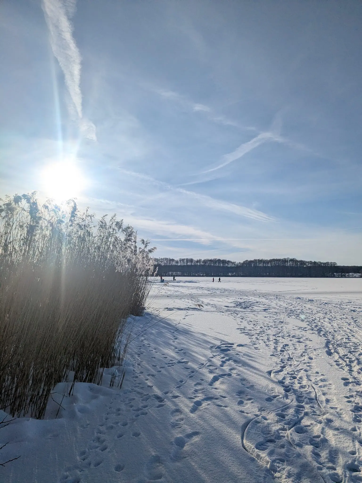 Zugefrorener Wittensee im Winter, Schilf im Vordergrund, Fußspuren im Schnee, Spaziergänger in der Ferne