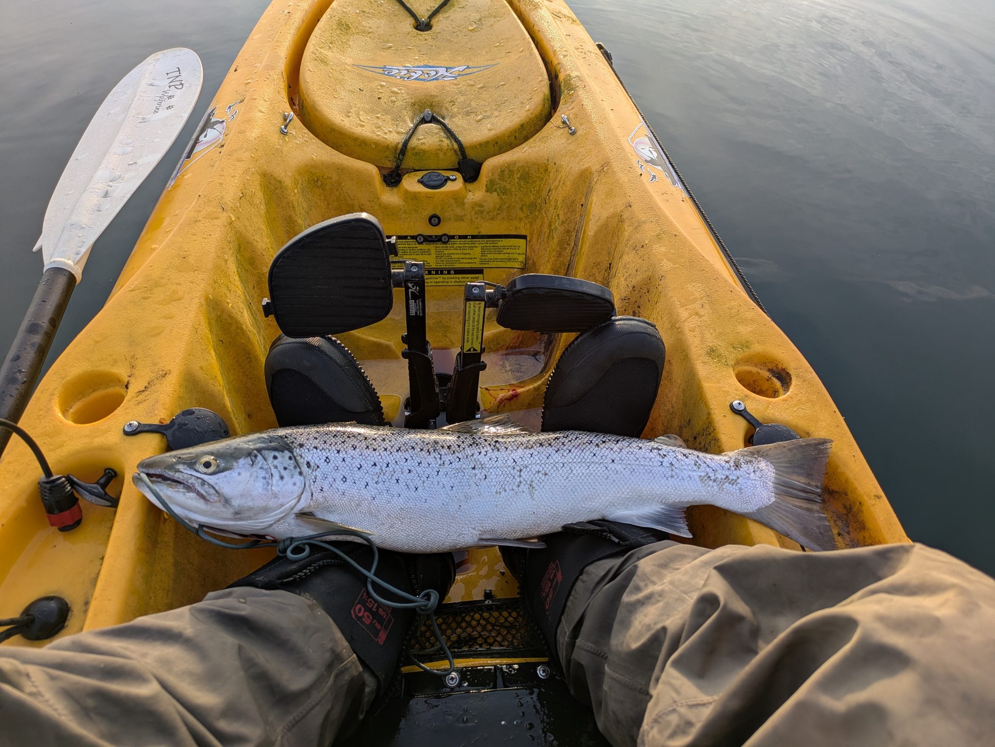 Angler hält eine große Meerforelle auf einem gelben Kajak, Paddel liegt daneben, ruhiges Wasser im Hintergrund