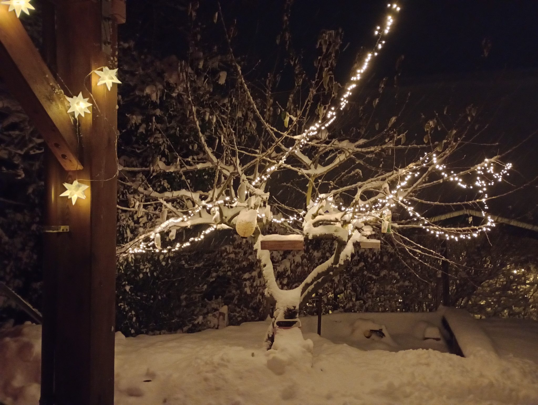 Verschneiter Baum mit Lichterkette und Herrnhuter Sternen bei Nacht im Garten des Ferienhofs
