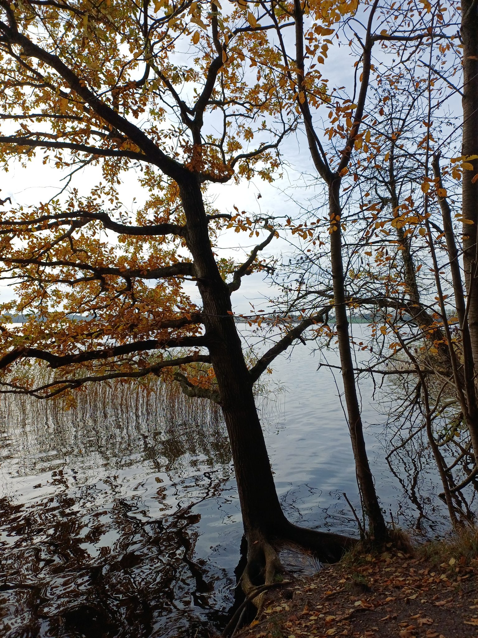 Herbstliche Bäume mit goldgelbem Laub am Uferrand des Wittensees, Wurzeln reichen ins Wasser