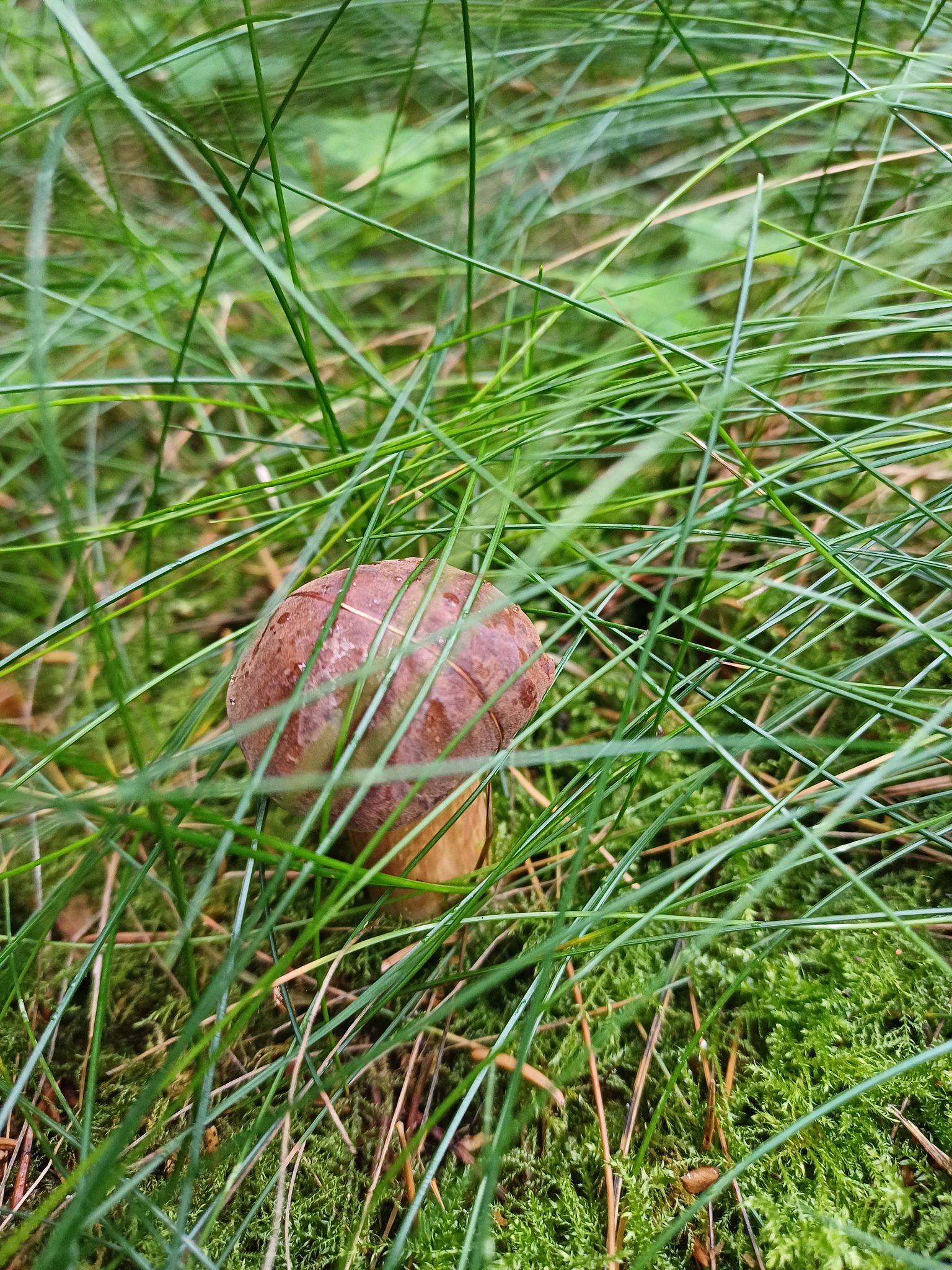 Junger Steinpilz mit braunem Hut zwischen Gras und Moos im Herbstwald