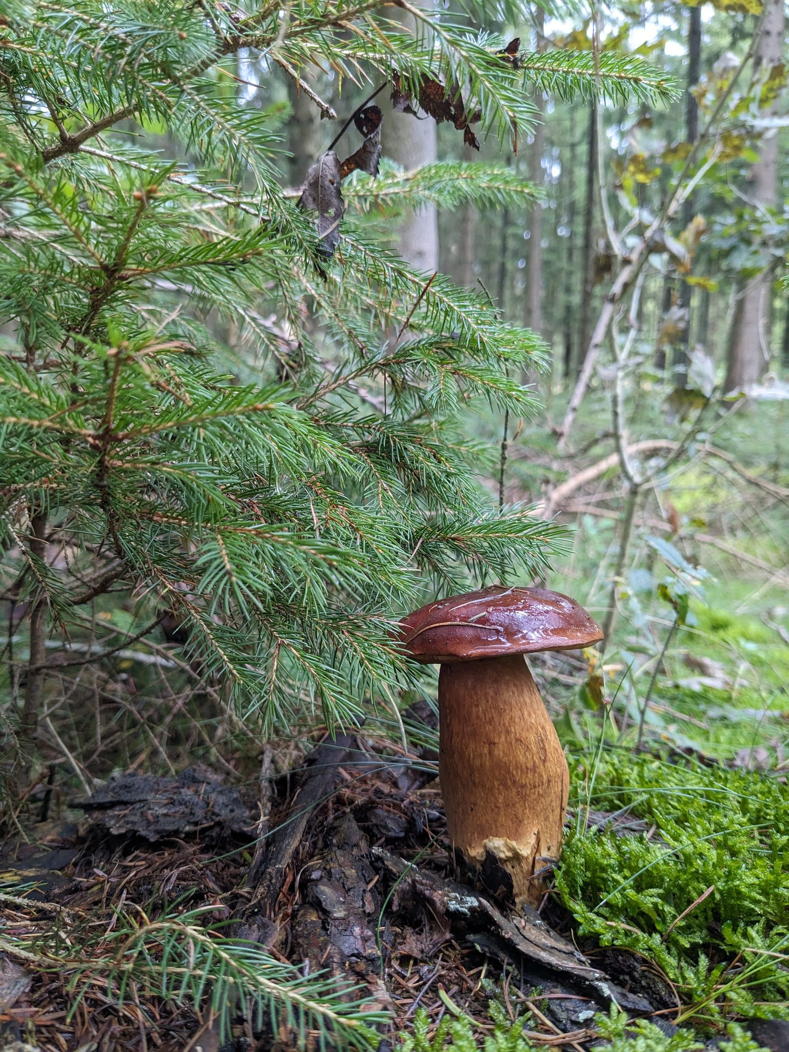 Steinpilz mit glänzend braunem Hut wächst unter einer jungen Fichte im herbstlichen Mischwald