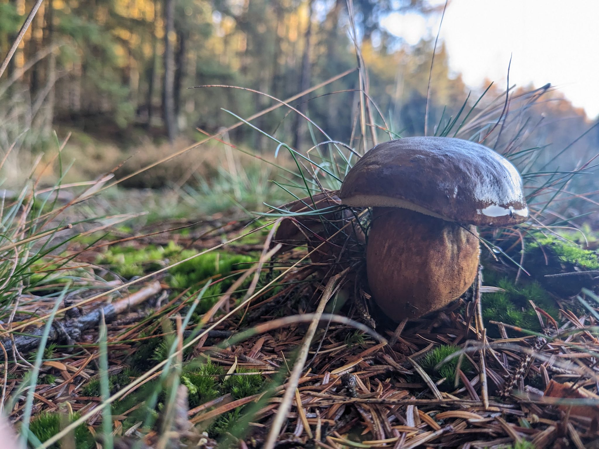 Steinpilz zwischen Moos und Kiefernnadeln im herbstlichen Wald