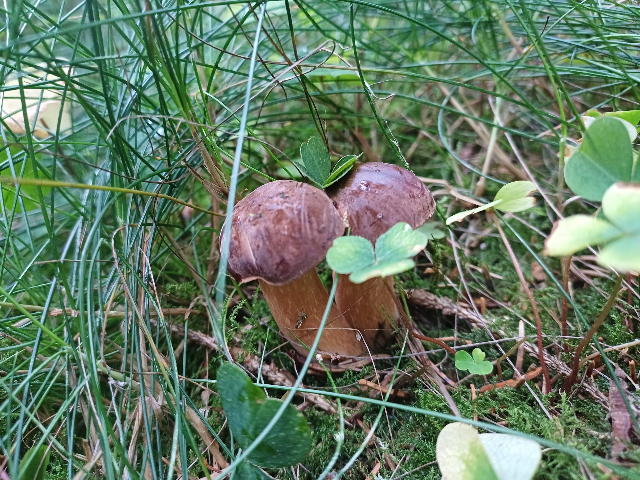 Zwei junge Steinpilze zwischen Moos, Gras und Kleeblättern im Herbstwald