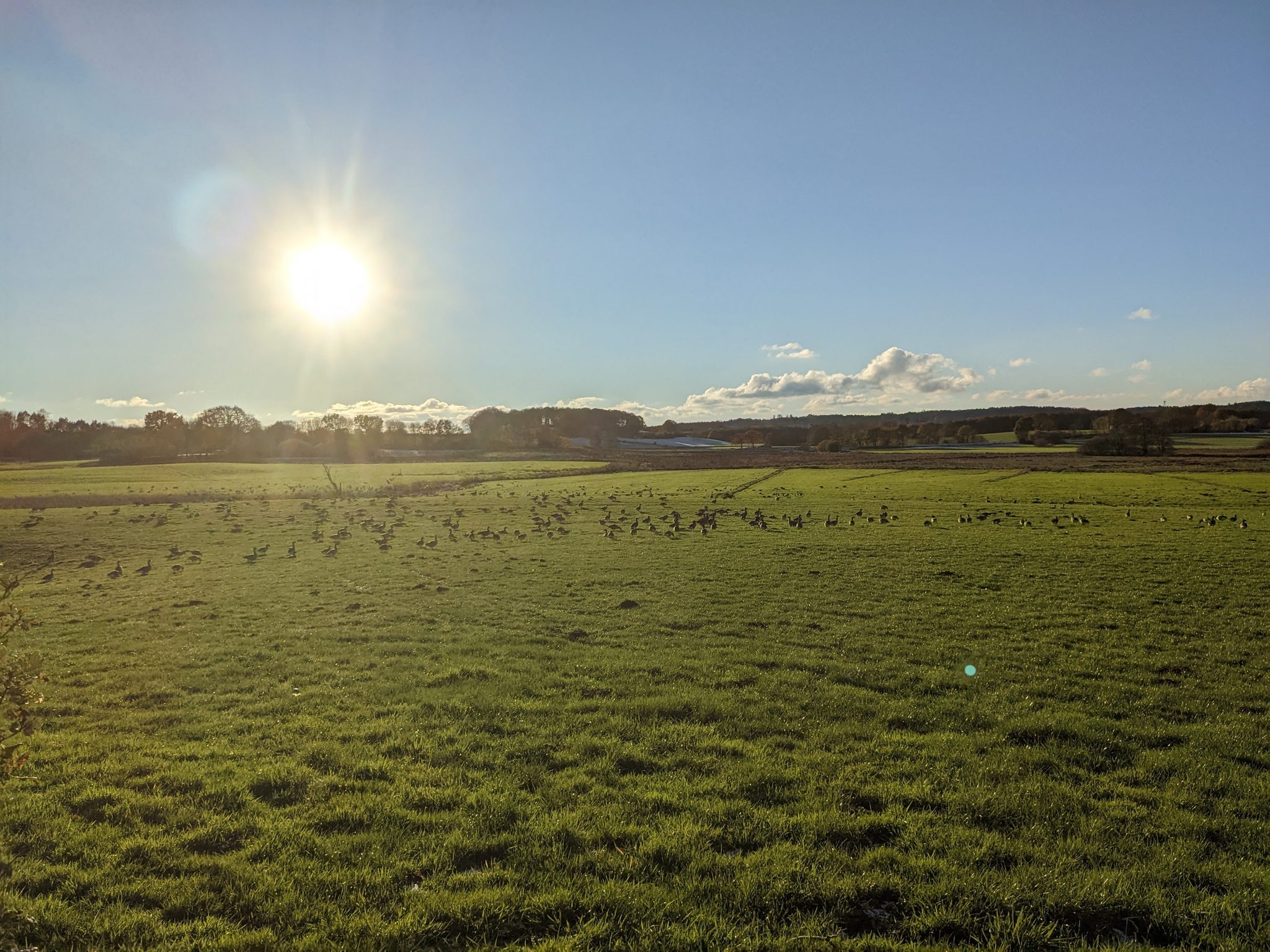 Weitläufige grüne Wiese mit einer großen Schar rastender Wildgänse im Sonnenlicht, Herbstlandschaft in Schleswig-Holstein