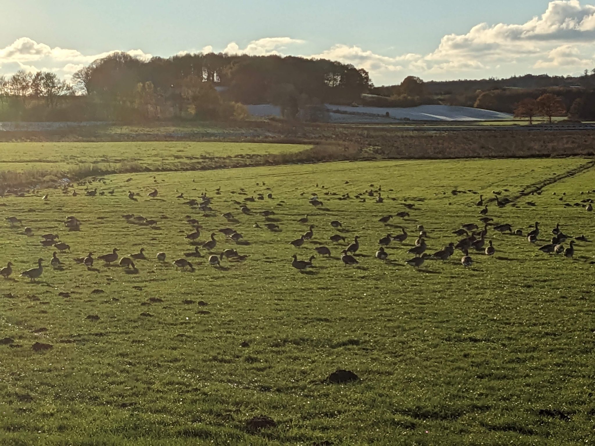 Große Schar Wildgänse auf einer grünen Wiese, im Hintergrund herbstliche Bäume und Felder unter blauem Himmel