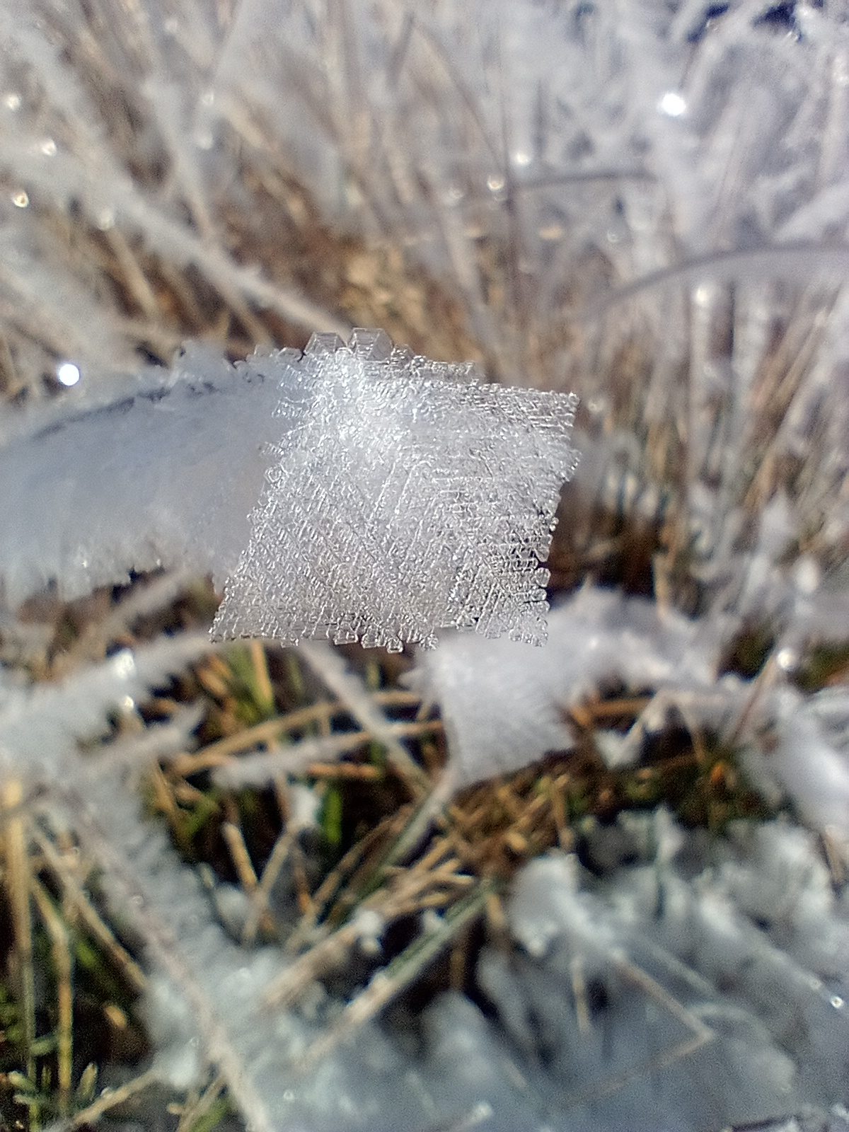 Makroaufnahme eines einzelnen Eiskristalls auf bereiftem Gras im Winter