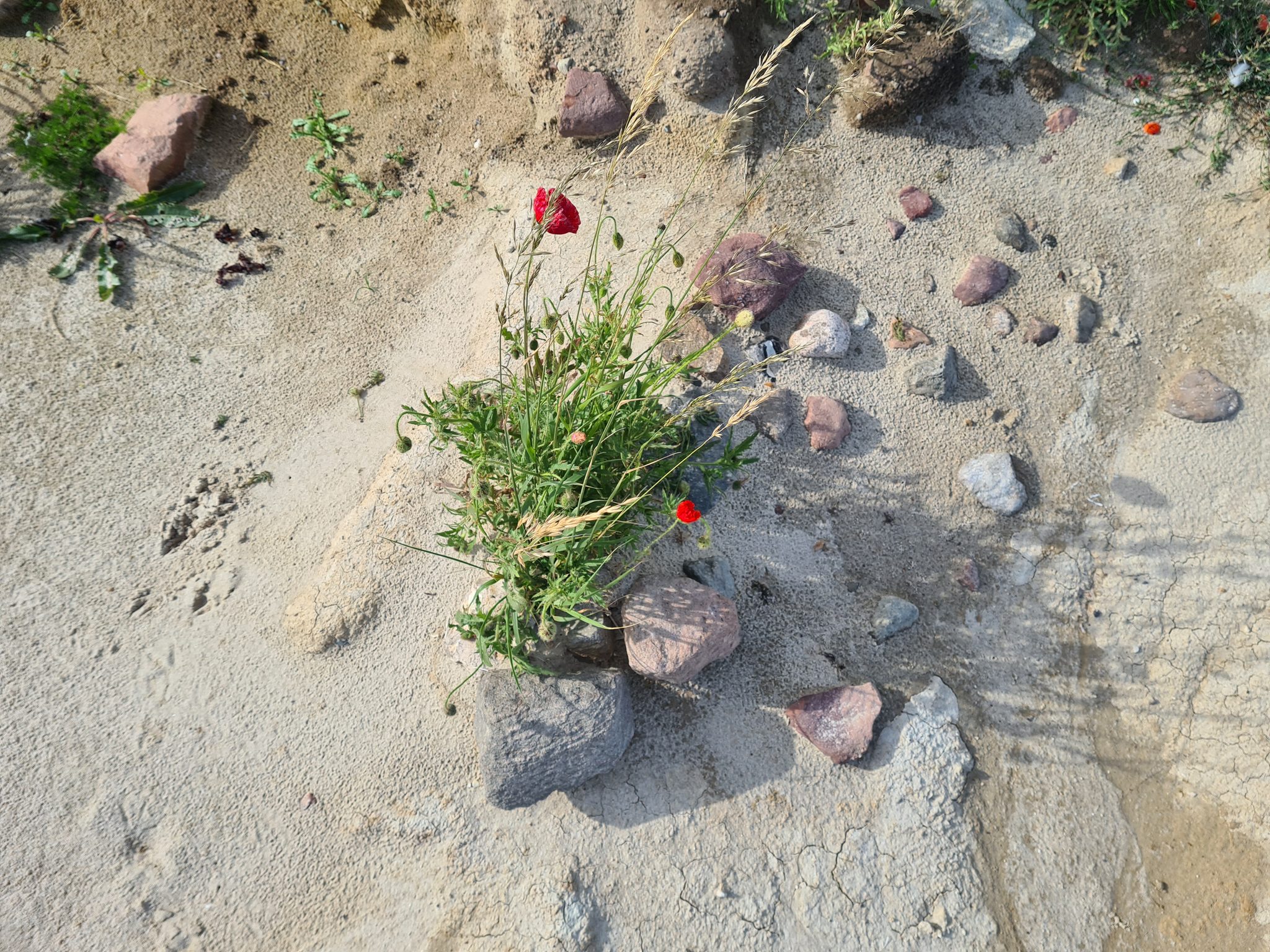 Roter Klatschmohn wächst zwischen Steinen und Sand auf einem sandigen Untergrund