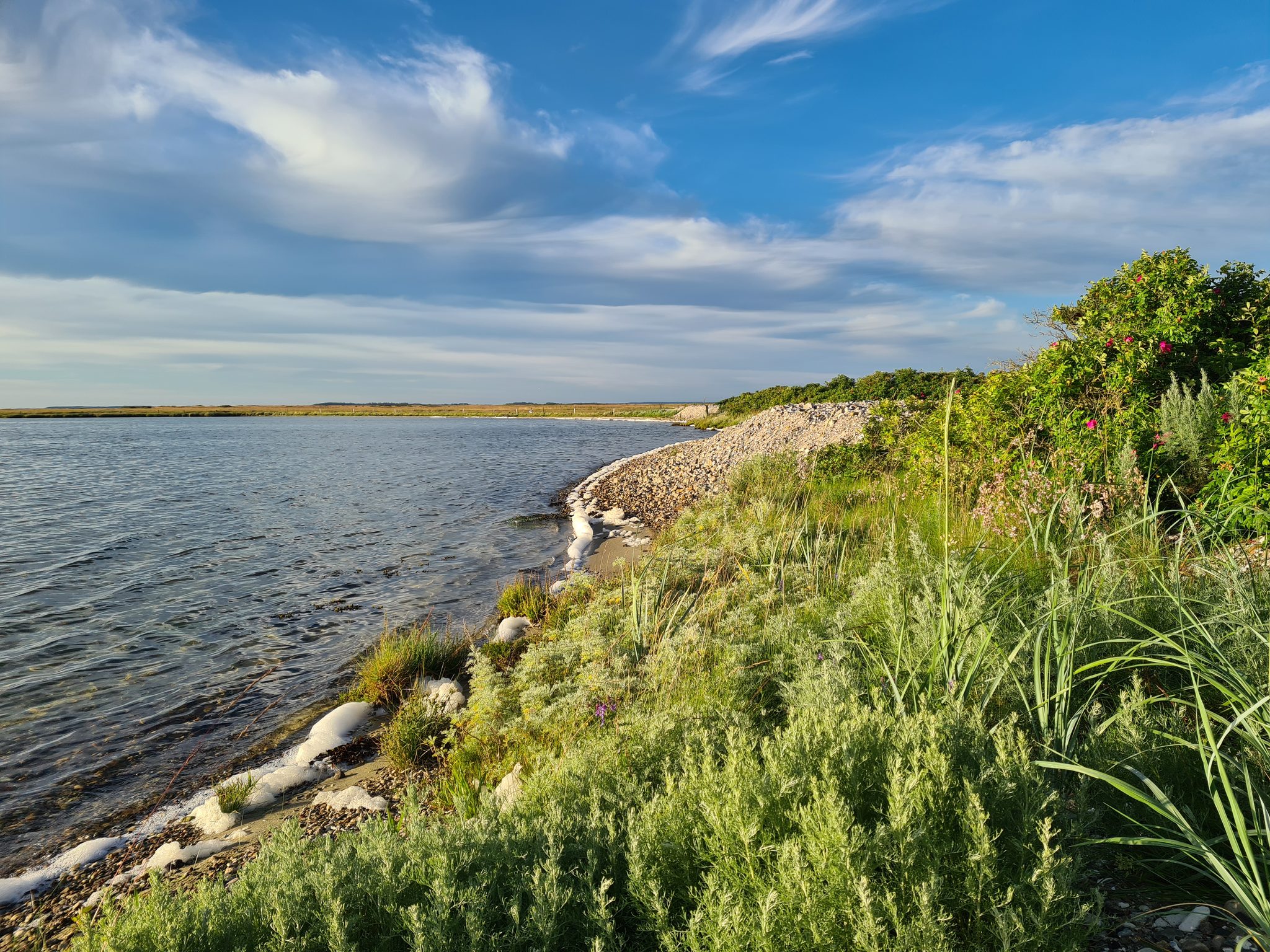 Naturnahes Seeufer mit Kiesstrand, Wildkräutern und blühendem Strauch unter blauem Himmel