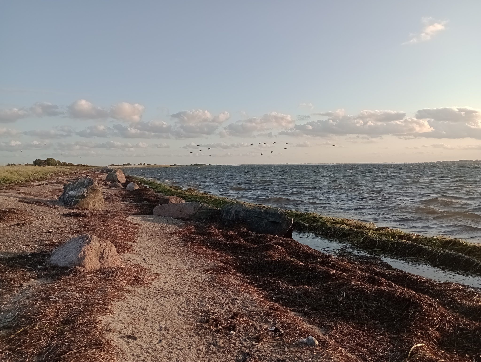 Steiniges Seeufer mit Algen und Treibgut, leicht bewegtes Wasser, Vögel im Abendhimmel