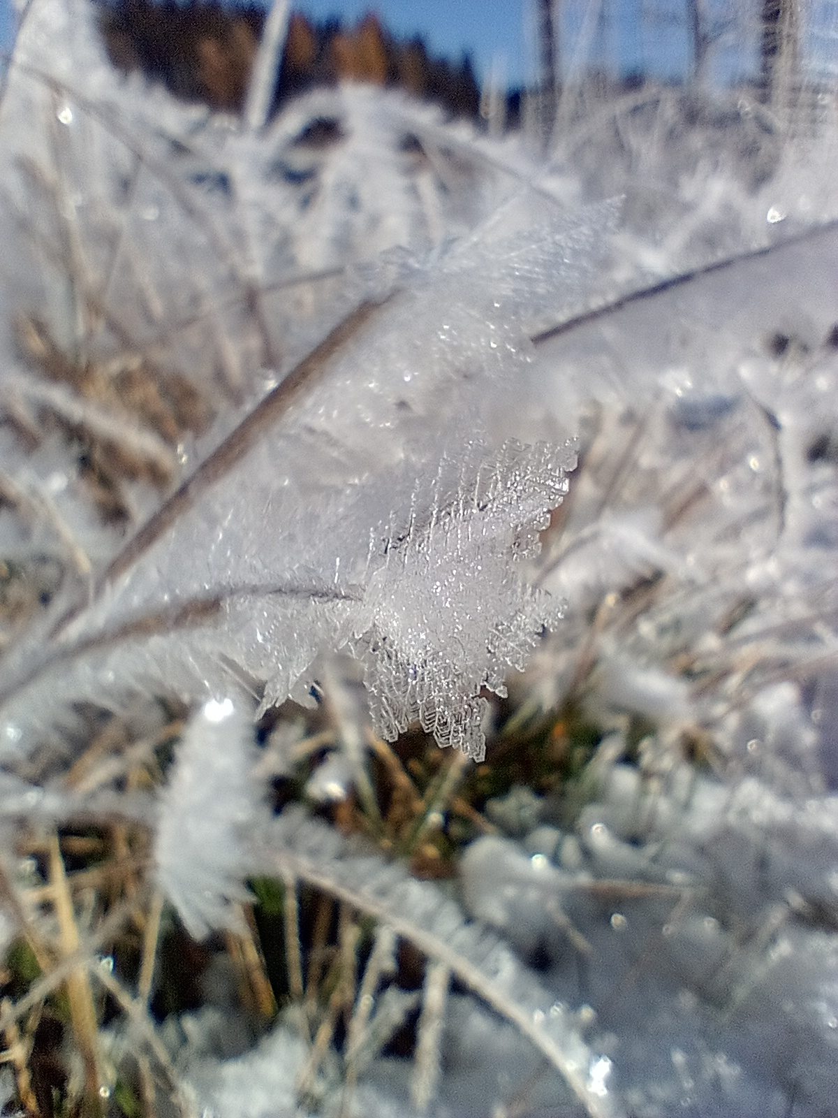 Nahaufnahme von Raureif-Eiskristallen auf Grashalmen im Winter, blauer Himmel im Hintergrund
