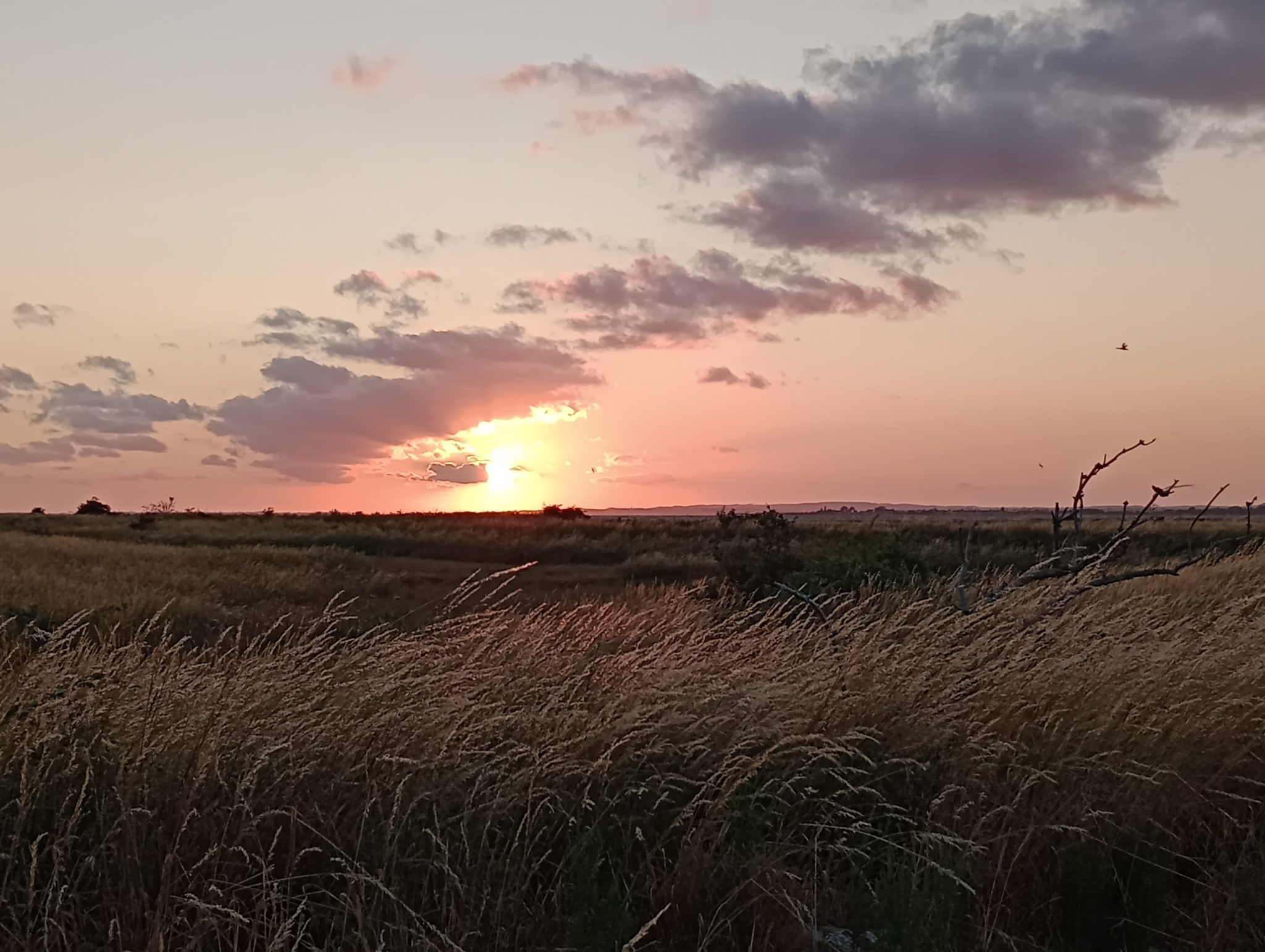 Sonnenuntergang über weiter Feldlandschaft mit goldenem Gras im Vordergrund und rosa-violettem Abendhimmel