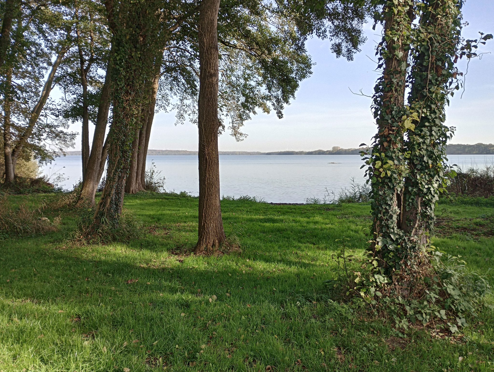 Blick durch alte Bäume mit Efeu auf den Wittensee unter blauem Himmel, grüne Wiese im Vordergrund