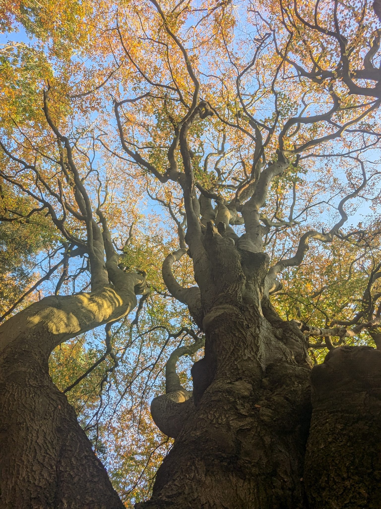 Blick von unten in die Krone einer alten Buche mit herbstlich gefärbtem Laub und blauem Himmel