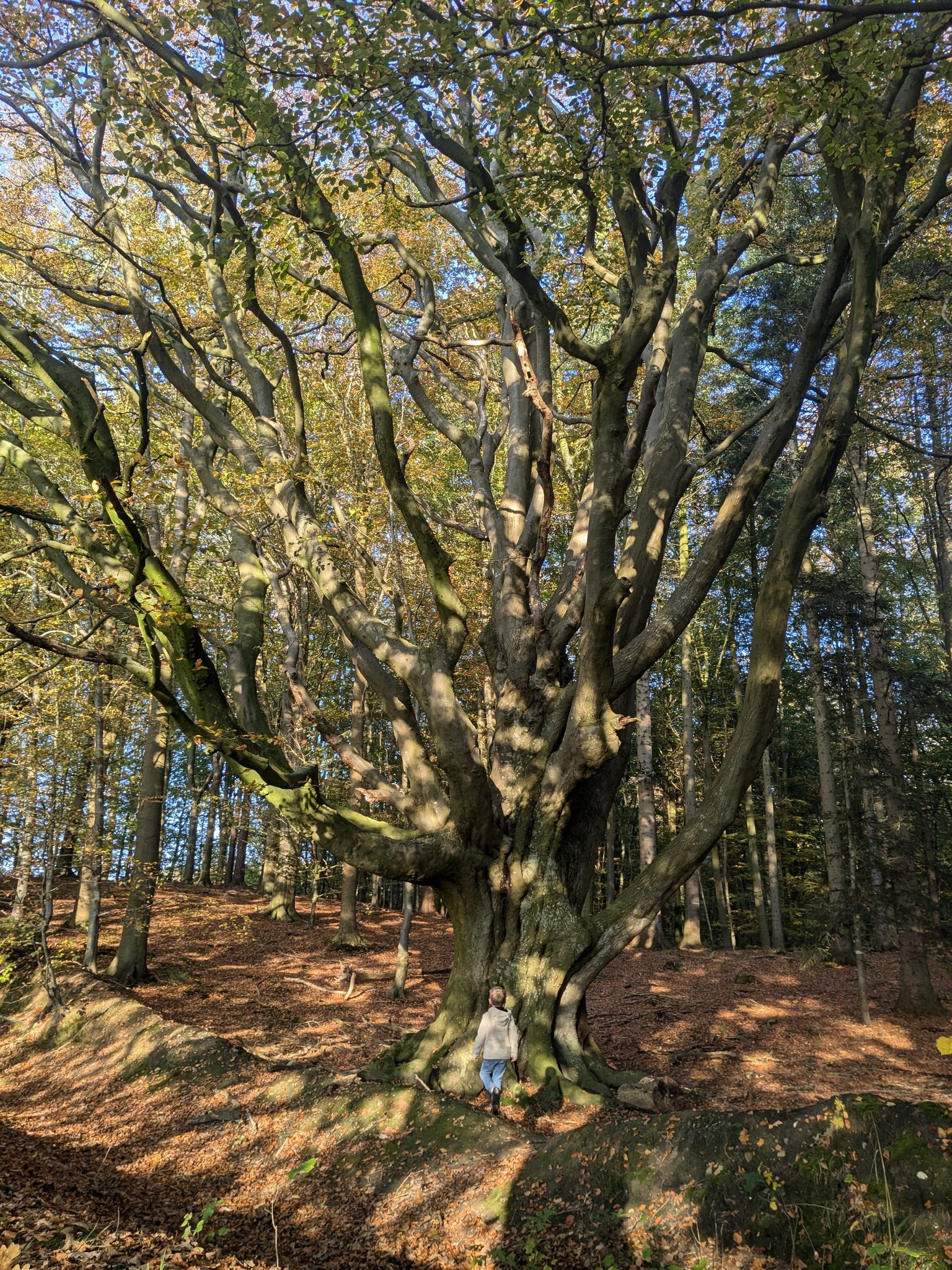 Kind lehnt an einer mächtigen alten Buche im herbstlichen Laubwald, Boden mit Laub bedeckt