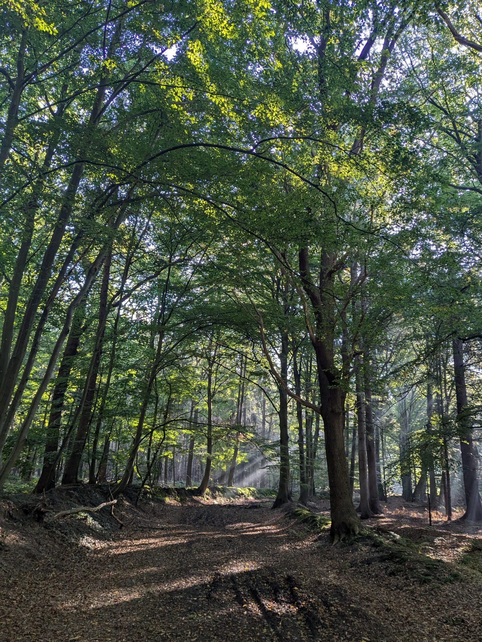 Buchenwald mit Lichtdurchflutung und Sonnenstrahlen zwischen hohen Stämmen, Waldweg mit Laubbedeckung
