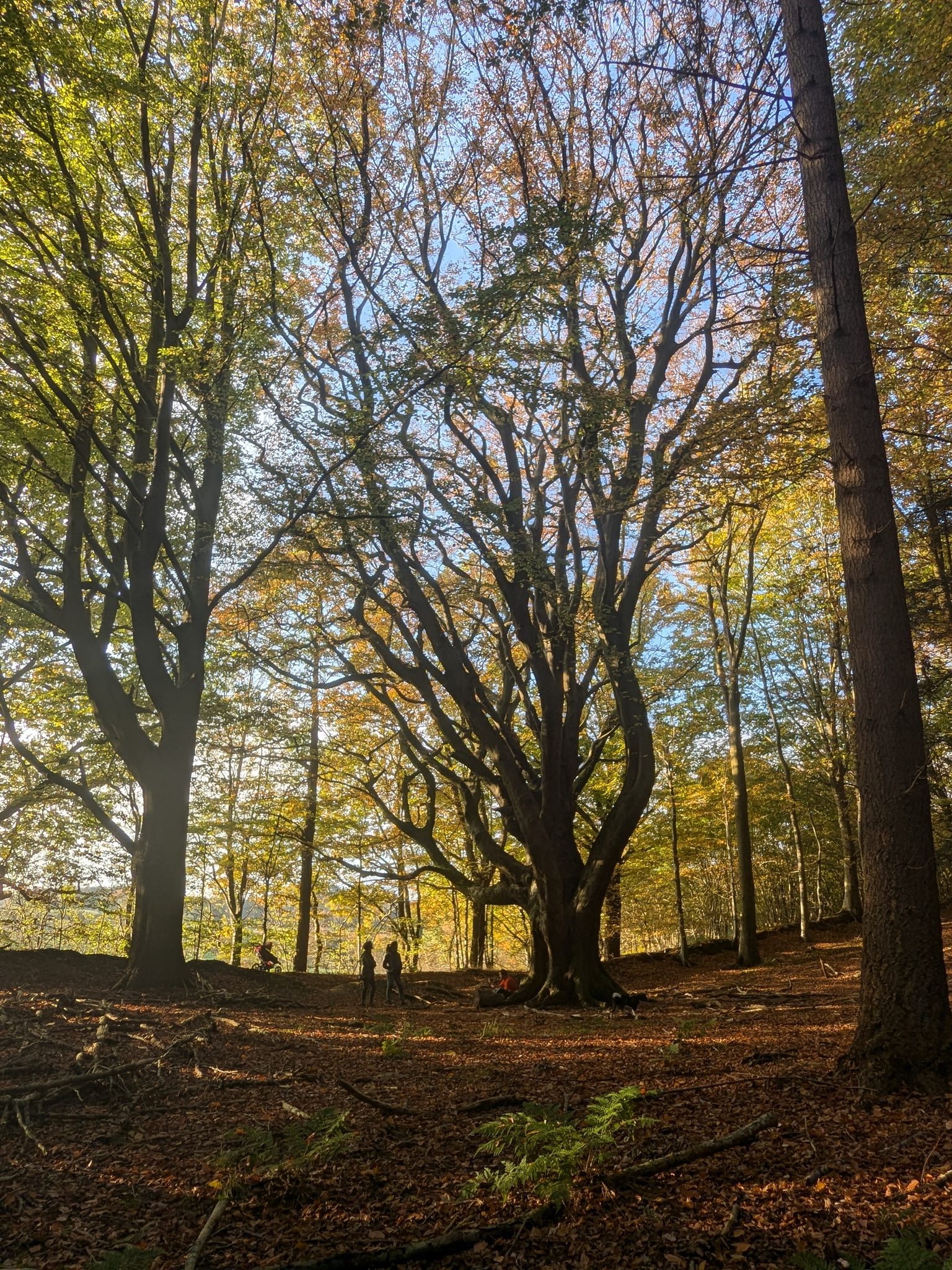 Mächtiger alter Laubbaum im herbstlichen Wald, zwei Personen stehen darunter, Waldboden mit Laub bedeckt