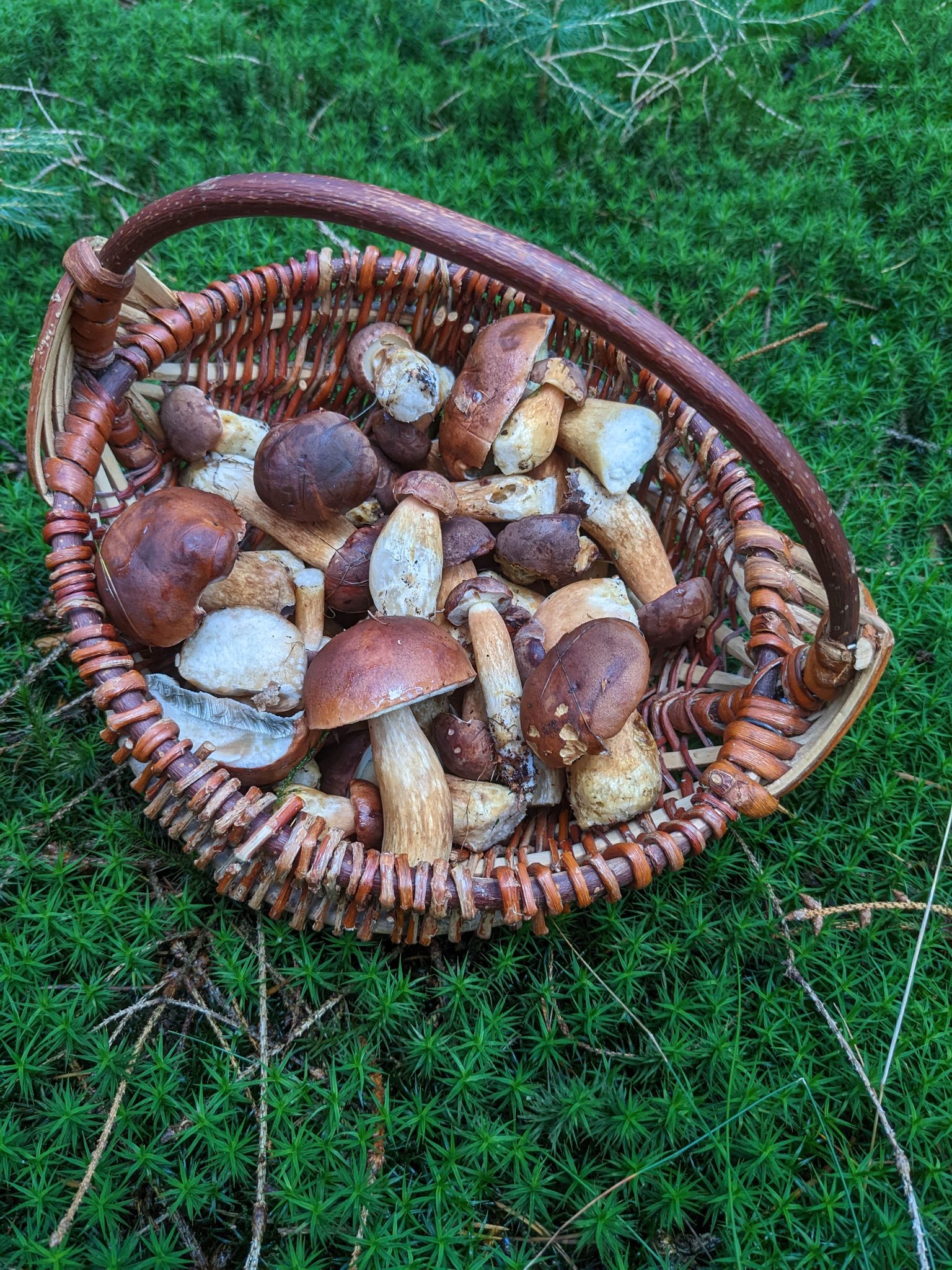 Weidenkorb gefüllt mit frisch gesammelten Steinpilzen, auf moosigem Waldboden