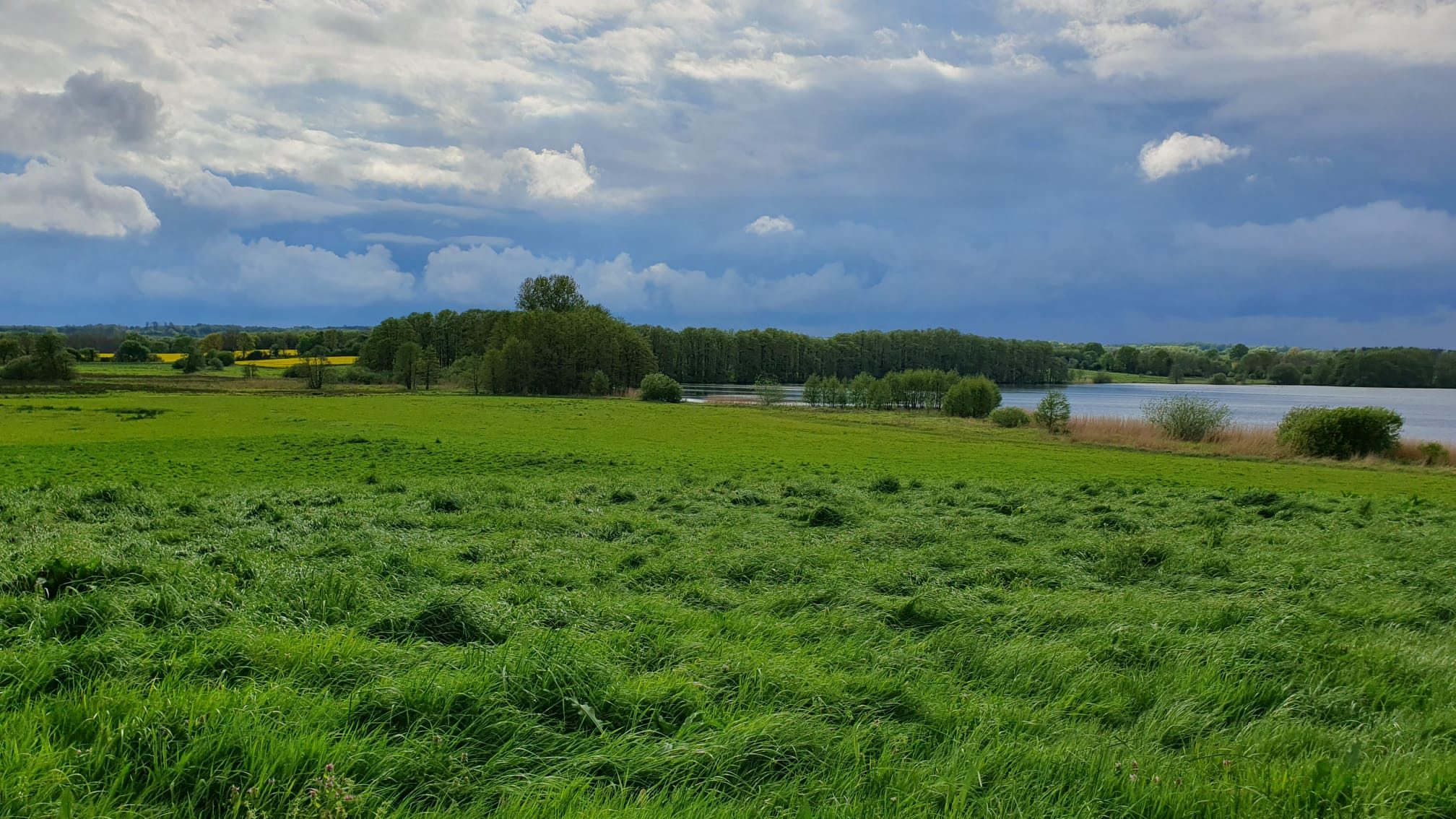 Grüne Wiese mit Blick auf den Wittensee, Baumreihe und dramatischer Wolkenhimmel in Schleswig-Holstein