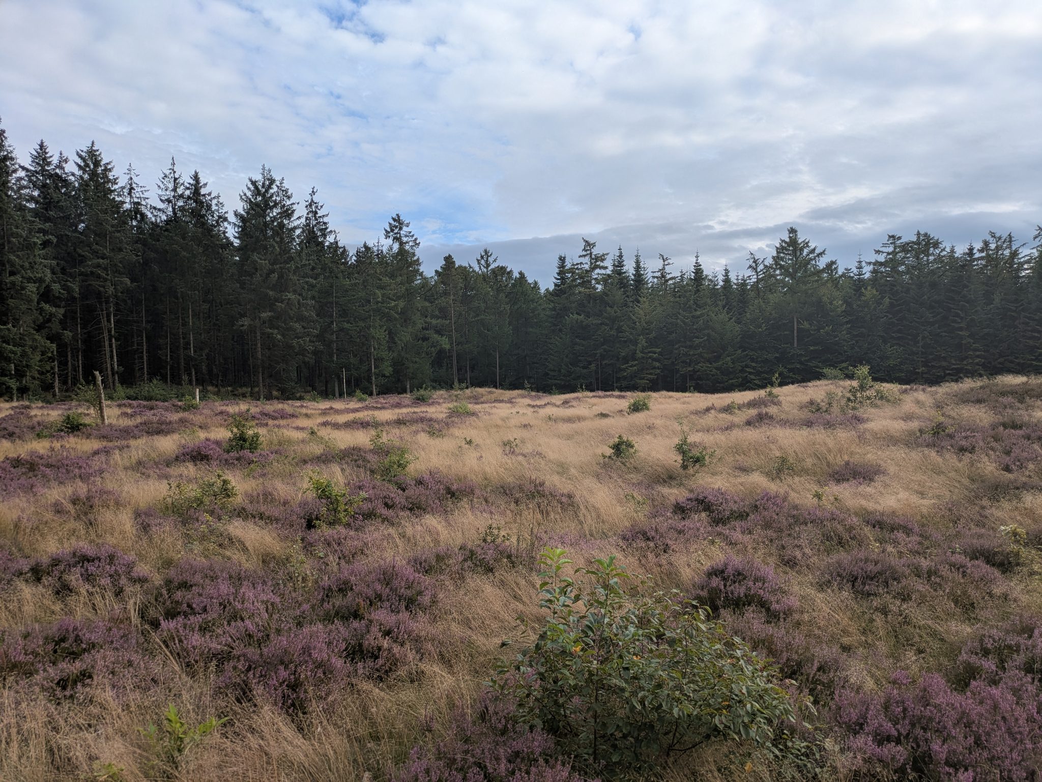 Blühende Heide mit lila Erikapflanzen und Gräsern vor einem dichten Nadelwald unter bewölktem Himmel