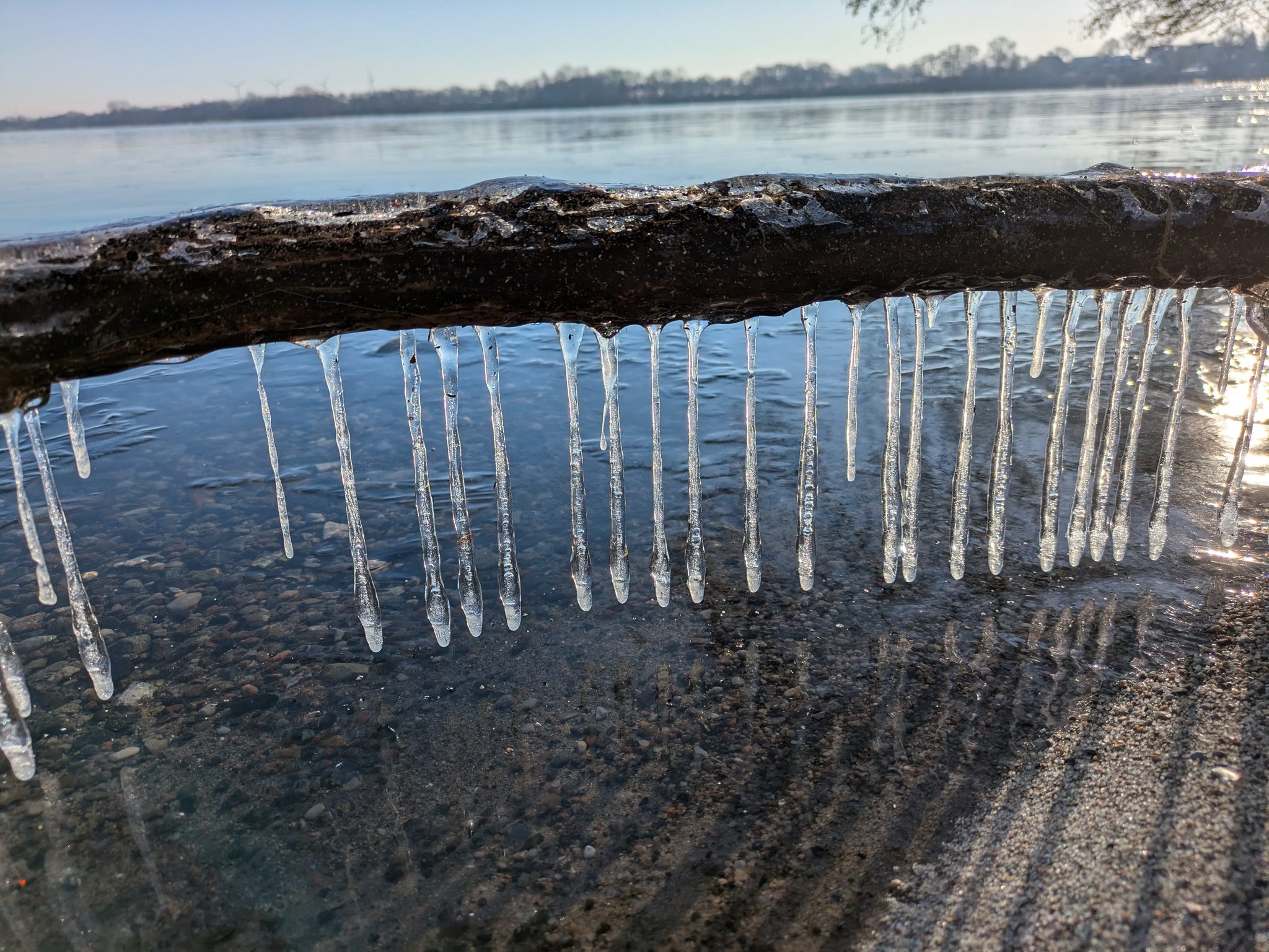 Eiszapfen hängen von einem Ast über dem flachen Wasser des Wittensees im Winter