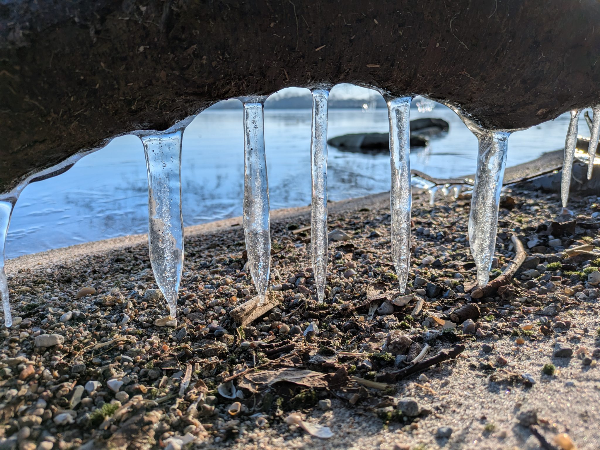 Eiszapfen hängen von einem Stein am Kiesstrand des Wittensees im Winter