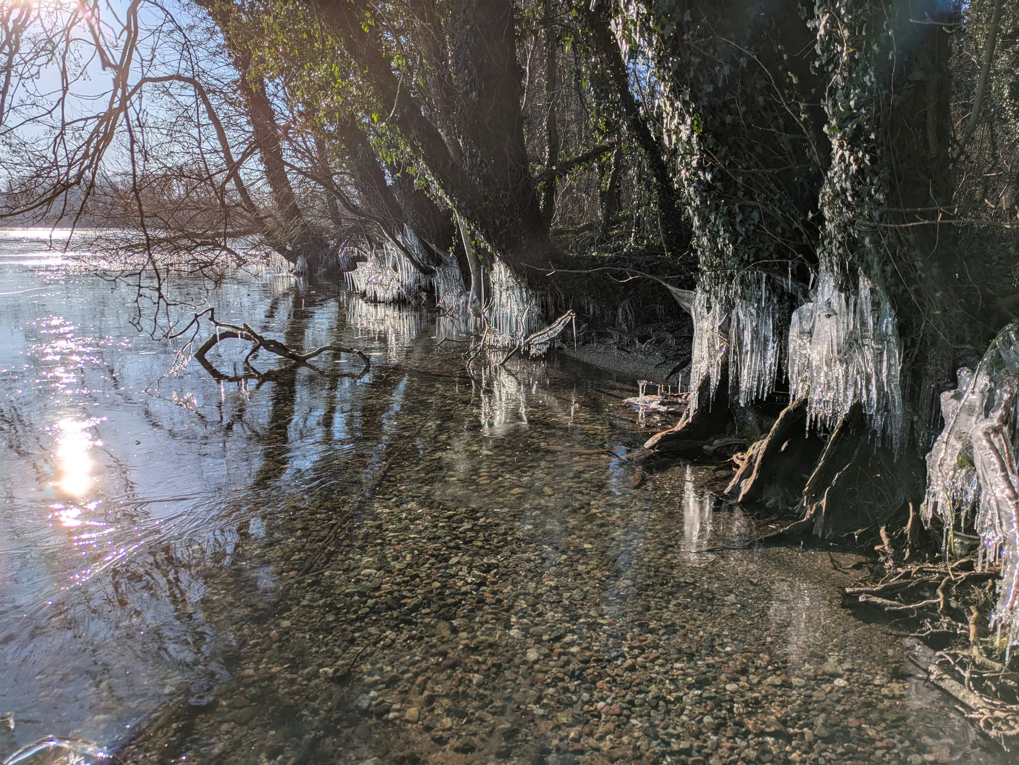 Eiszapfen hängen an Baumwurzeln am Seeufer des Wittensees, Sonnenlicht spiegelt sich im flachen Wasser