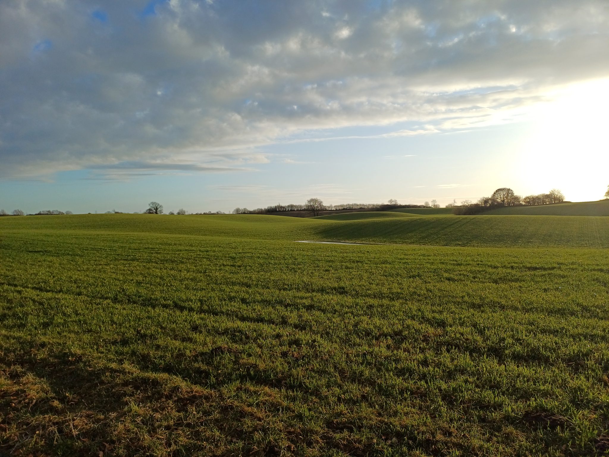 Weite hügelige Ackerfläche mit frischem Grün unter bewölktem Winterhimmel, Baumreihen am Horizont
