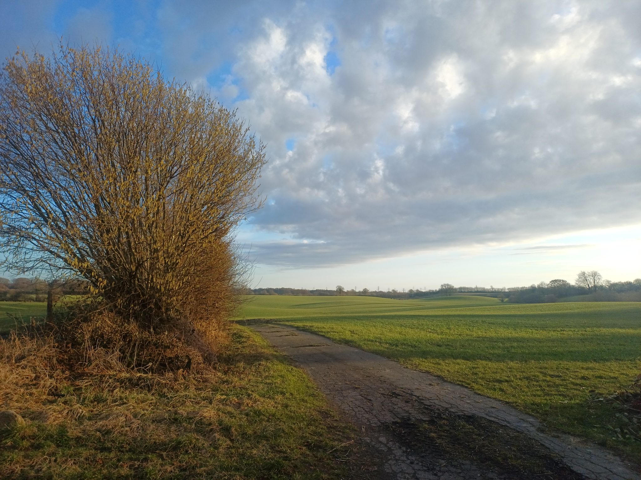 Feldweg neben einer Kopfweide, dahinter weite grüne Felder unter bewölktem Winterhimmel in Schleswig-Holstein