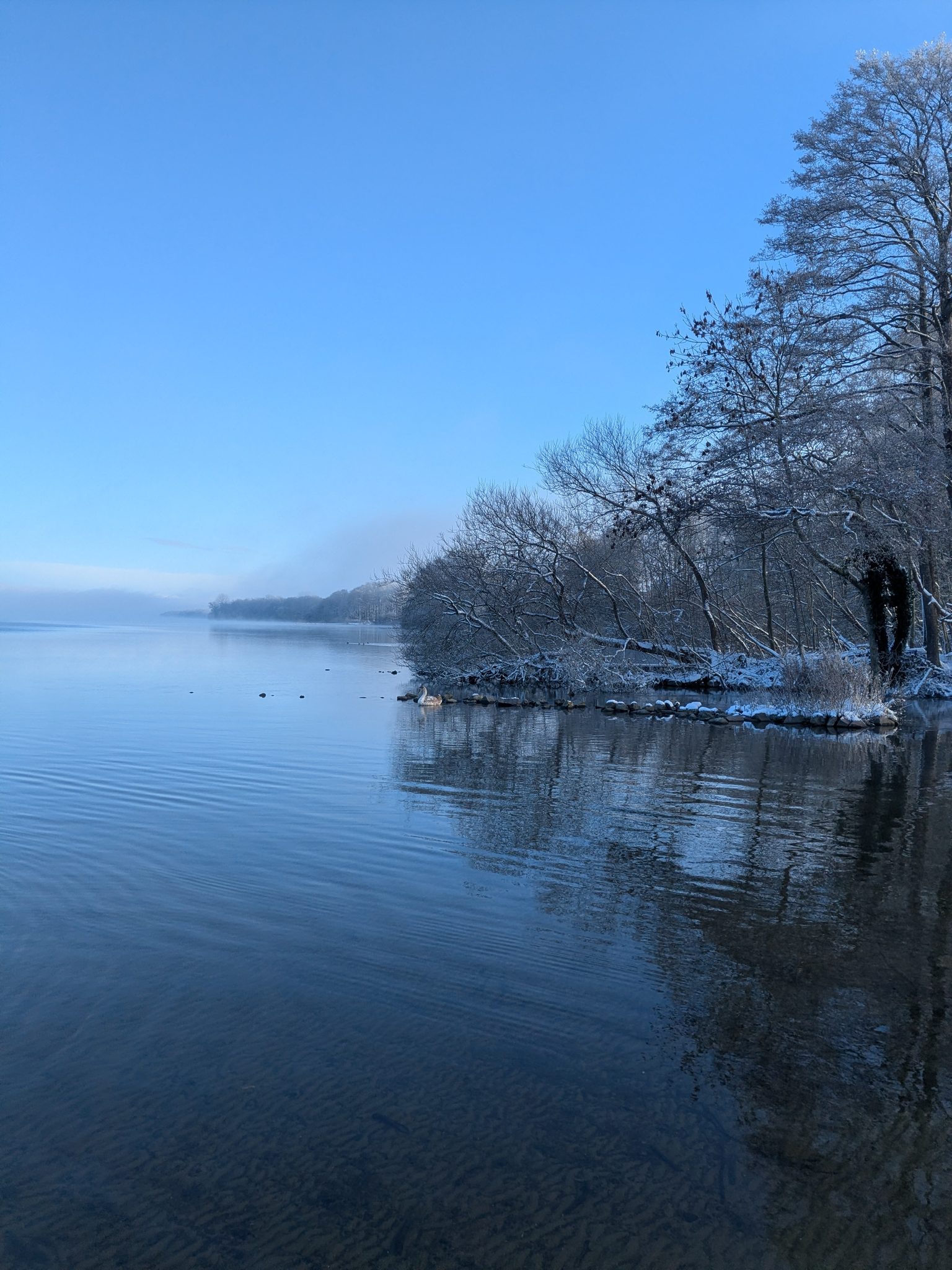 Winterlicher Wittensee mit schneebedeckten Bäumen am Ufer, ruhiges Wasser und blauer Himmel